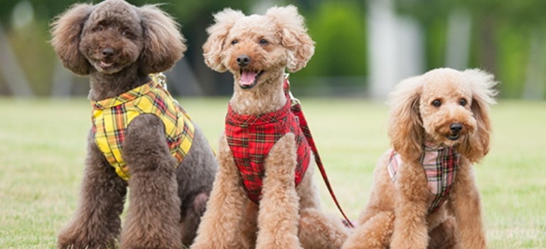 Dog Harnesses - Exclusive range from Toto and Pal - Bow Wow London